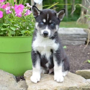 Marty, Siberian Husky Puppy