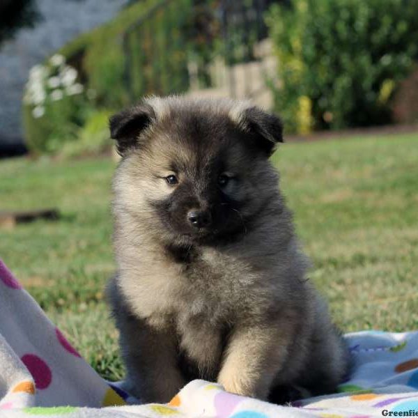 Marvin, Keeshond Puppy