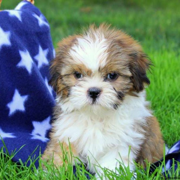 Marvin, Shih Tzu Puppy