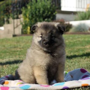 Marvin, Keeshond Puppy