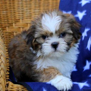 Marvin, Shih Tzu Puppy