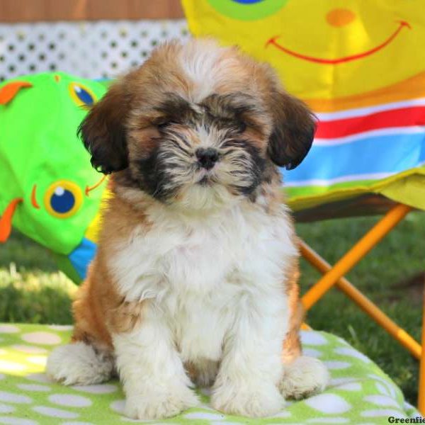 Mary Lou, Shichon / Teddy Bear Puppy