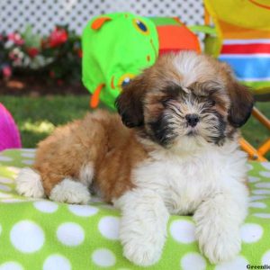 Mary Lou, Shichon / Teddy Bear Puppy