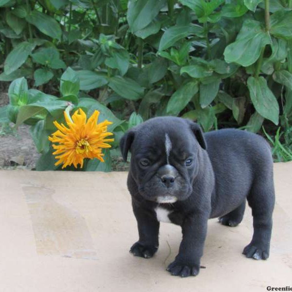 Mason, Miniature Bulldog Puppy