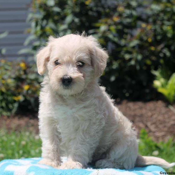 Mason, Schnoodle-Miniature Puppy