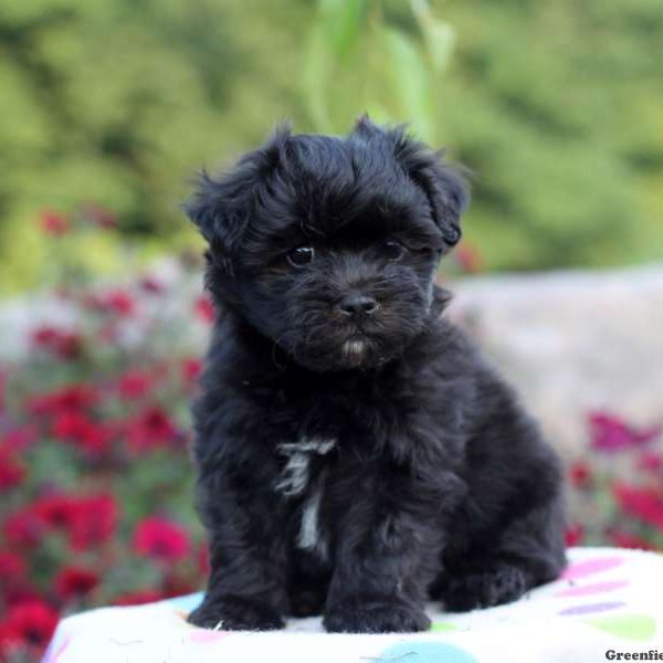 Mason, Havanese Puppy