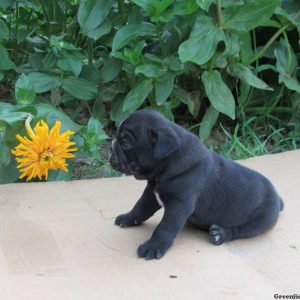 Mason, Miniature Bulldog Puppy