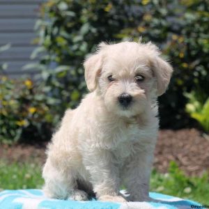 Mason, Schnoodle-Miniature Puppy