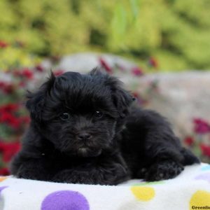 Mason, Havanese Puppy