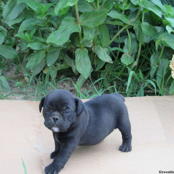 Matilda, Miniature Bulldog Puppy