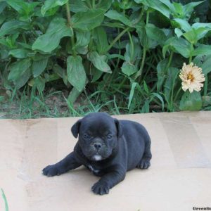 Matilda, Miniature Bulldog Puppy