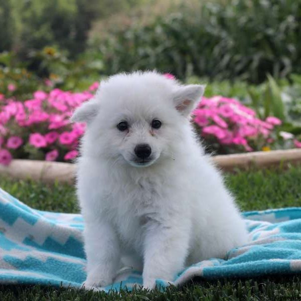 Matthew, American Eskimo Puppy