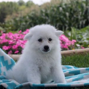 Matthew, American Eskimo Puppy