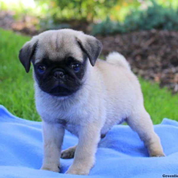 Mattie, Pug Puppy