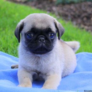 Mattie, Pug Puppy