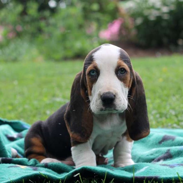 Maurice, Basset Hound Puppy