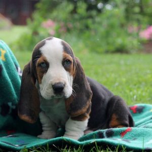 Maurice, Basset Hound Puppy