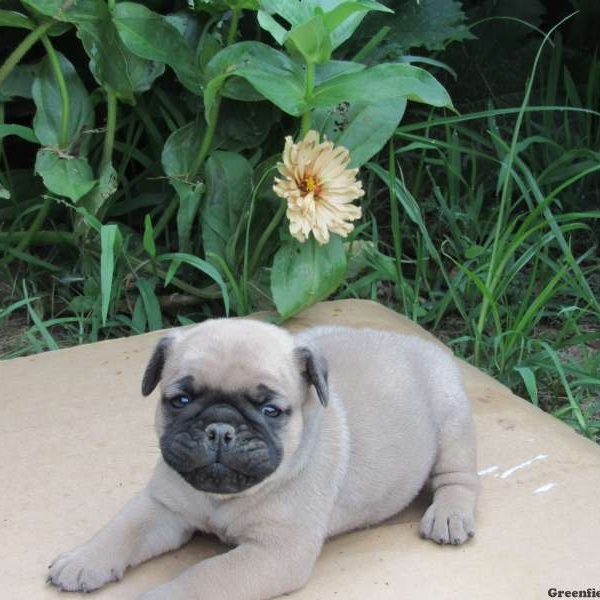 Maverick, Miniature Bulldog Puppy