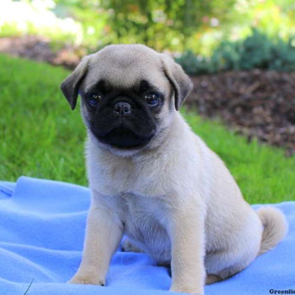 Maverick, Pug Puppy