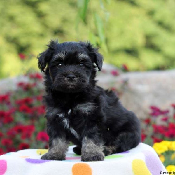 Maverick, Havanese Puppy