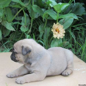 Maverick, Miniature Bulldog Puppy