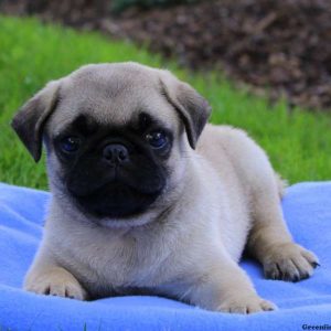 Maverick, Pug Puppy