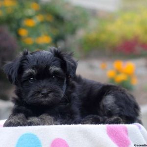 Maverick, Havanese Puppy