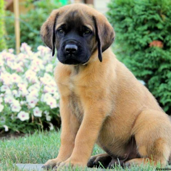 Max, English Mastiff Puppy