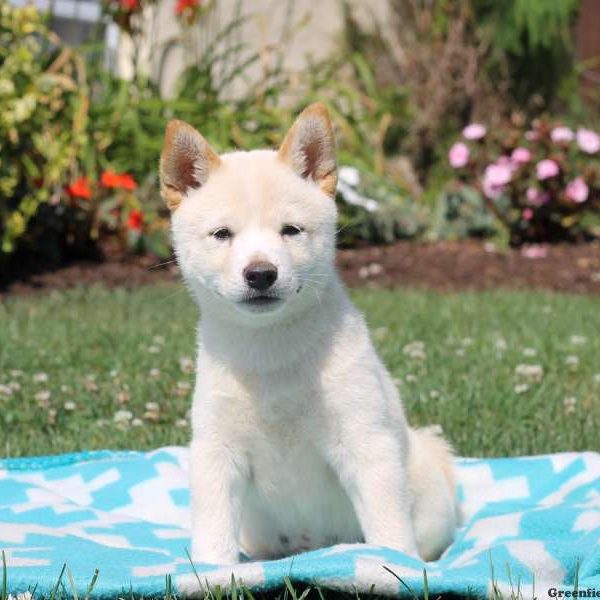 Max, Shiba Inu Puppy