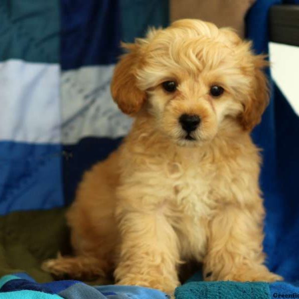 Max, Cockapoo Puppy