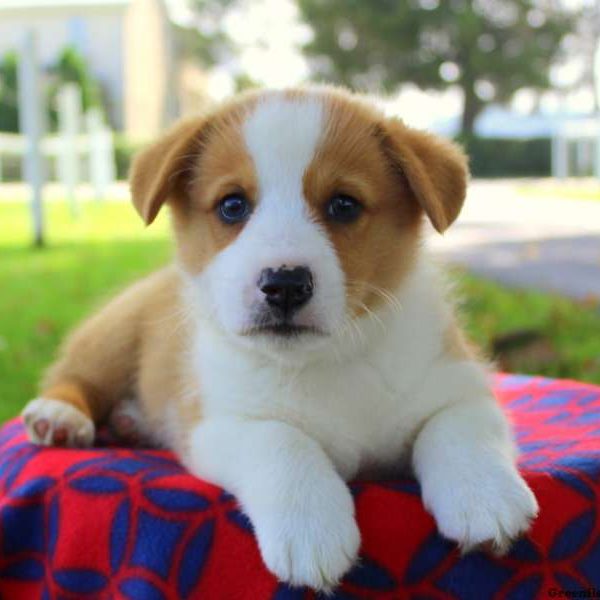 Max, Pembroke Welsh Corgi Puppy