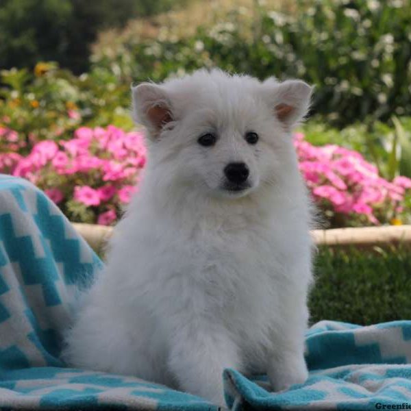 Max, American Eskimo Puppy