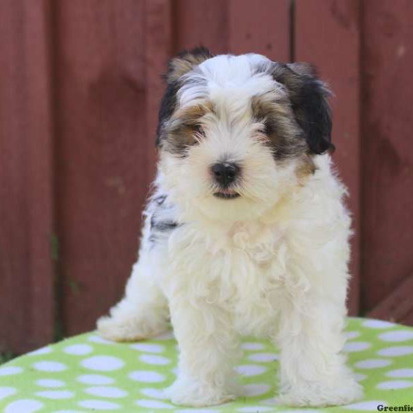 Max, Morkie / Yorktese Puppy