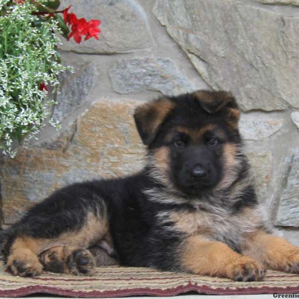 Max, German Shepherd Puppy