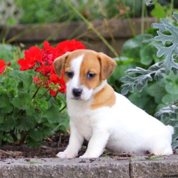 Max, Jack Russell Terrier Puppy