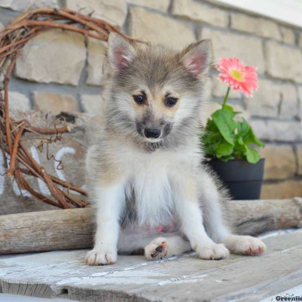 Max, Pomsky Puppy