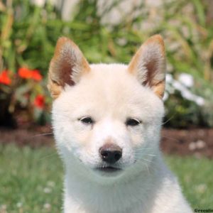 Max, Shiba Inu Puppy