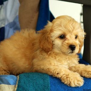 Max, Cockapoo Puppy