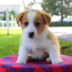 Max, Pembroke Welsh Corgi Puppy