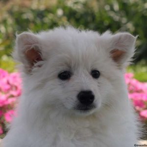 Max, American Eskimo Puppy