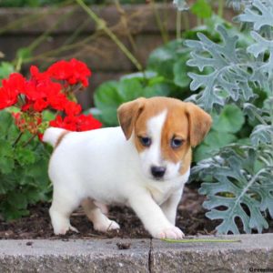 Max, Jack Russell Terrier Puppy