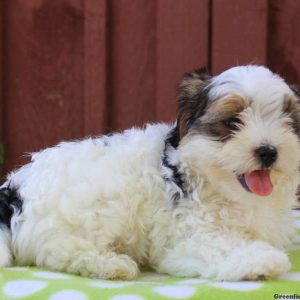 Max, Morkie / Yorktese Puppy