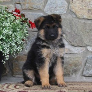 Max, German Shepherd Puppy