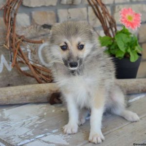 Max, Pomsky Puppy