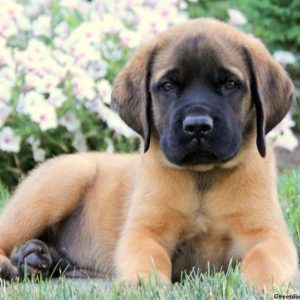 Max, English Mastiff Puppy