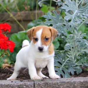 Max, Jack Russell Terrier Puppy