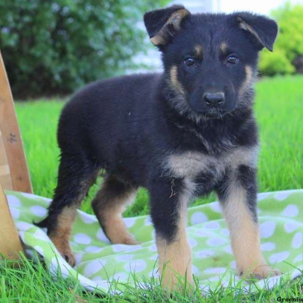 Maximus Jr, German Shepherd Puppy