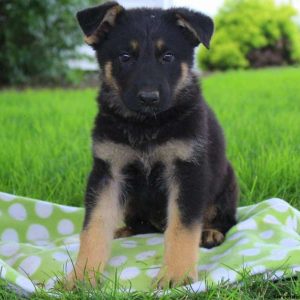 Maximus Jr, German Shepherd Puppy