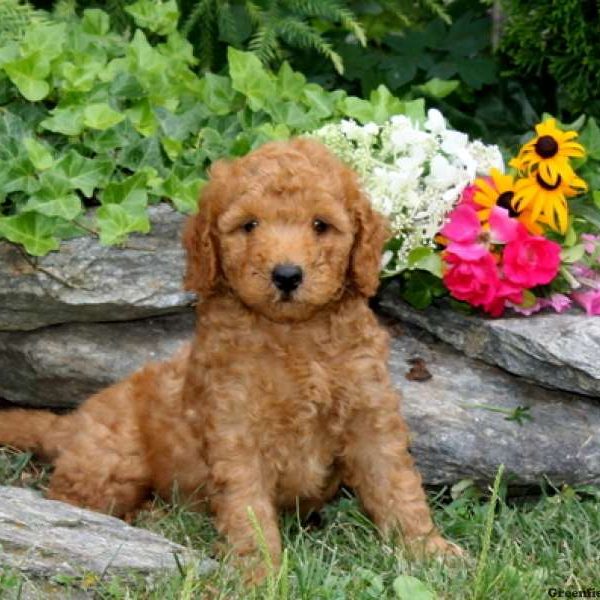 Maxwell, Goldendoodle-Miniature Puppy