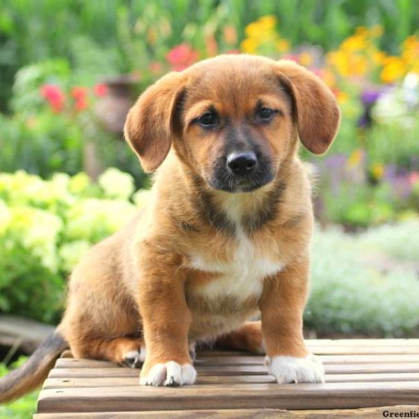 Maxwell, Jack Russell Mix Puppy